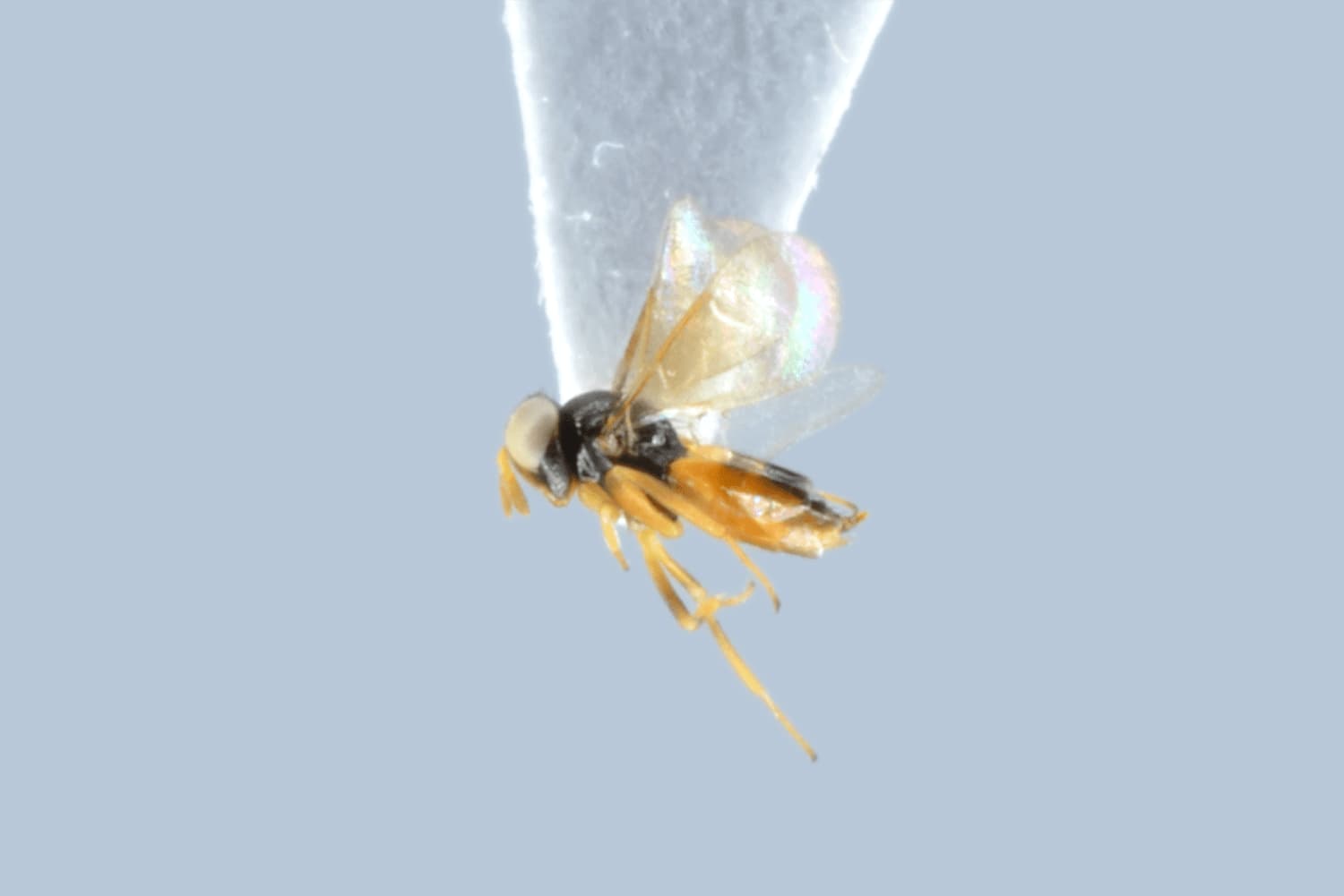 Default image